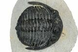 Detailed Hollardops Trilobite - Ofaten, Morocco #347778-1